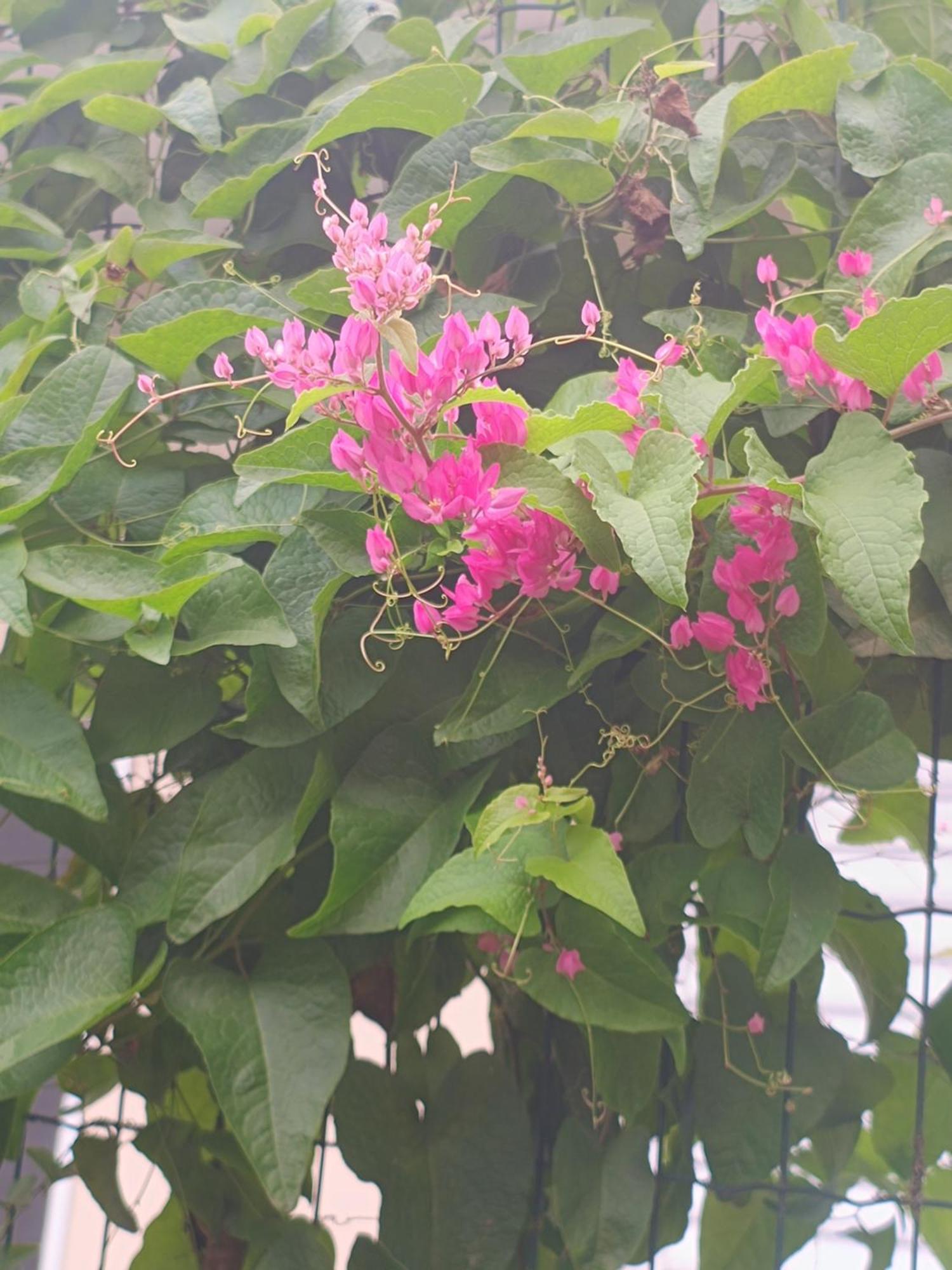 Pousada Nova Primavera Ubatuba Dış mekan fotoğraf