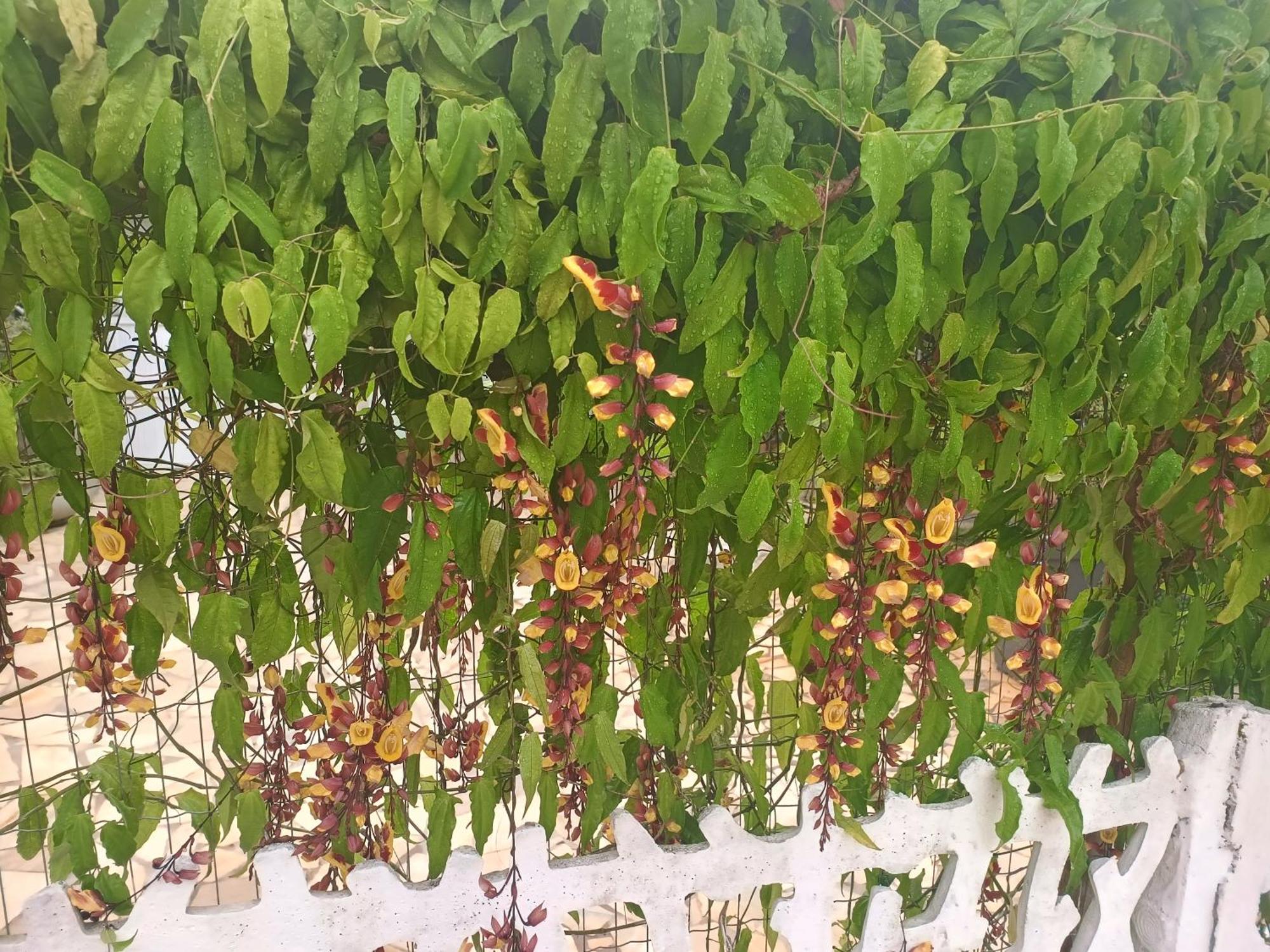 Pousada Nova Primavera Ubatuba Dış mekan fotoğraf