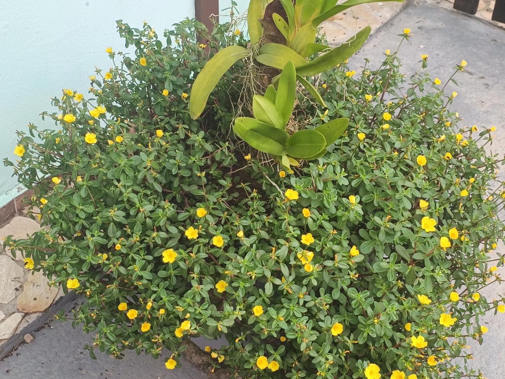 Pousada Nova Primavera Ubatuba Dış mekan fotoğraf