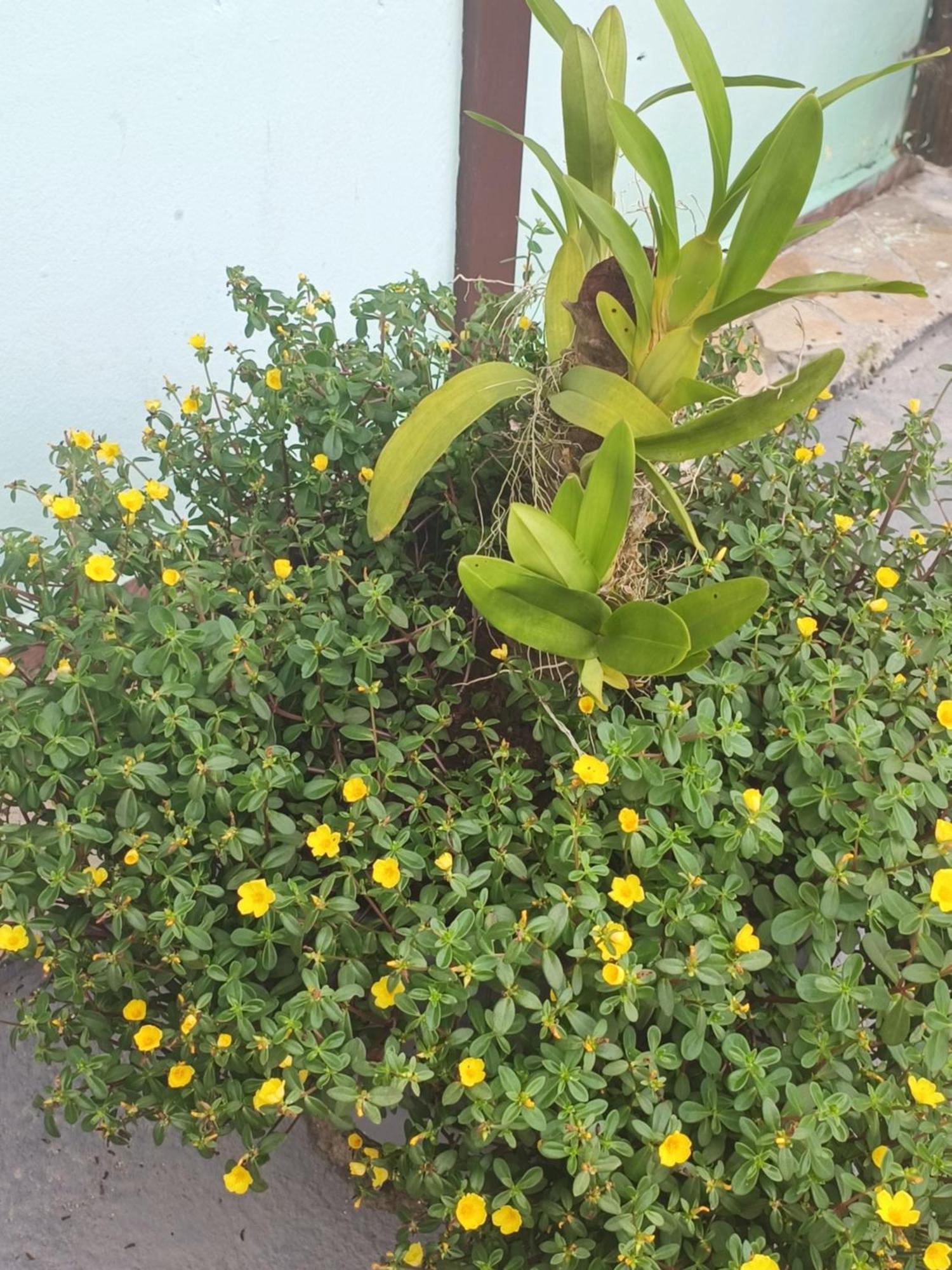 Pousada Nova Primavera Ubatuba Dış mekan fotoğraf