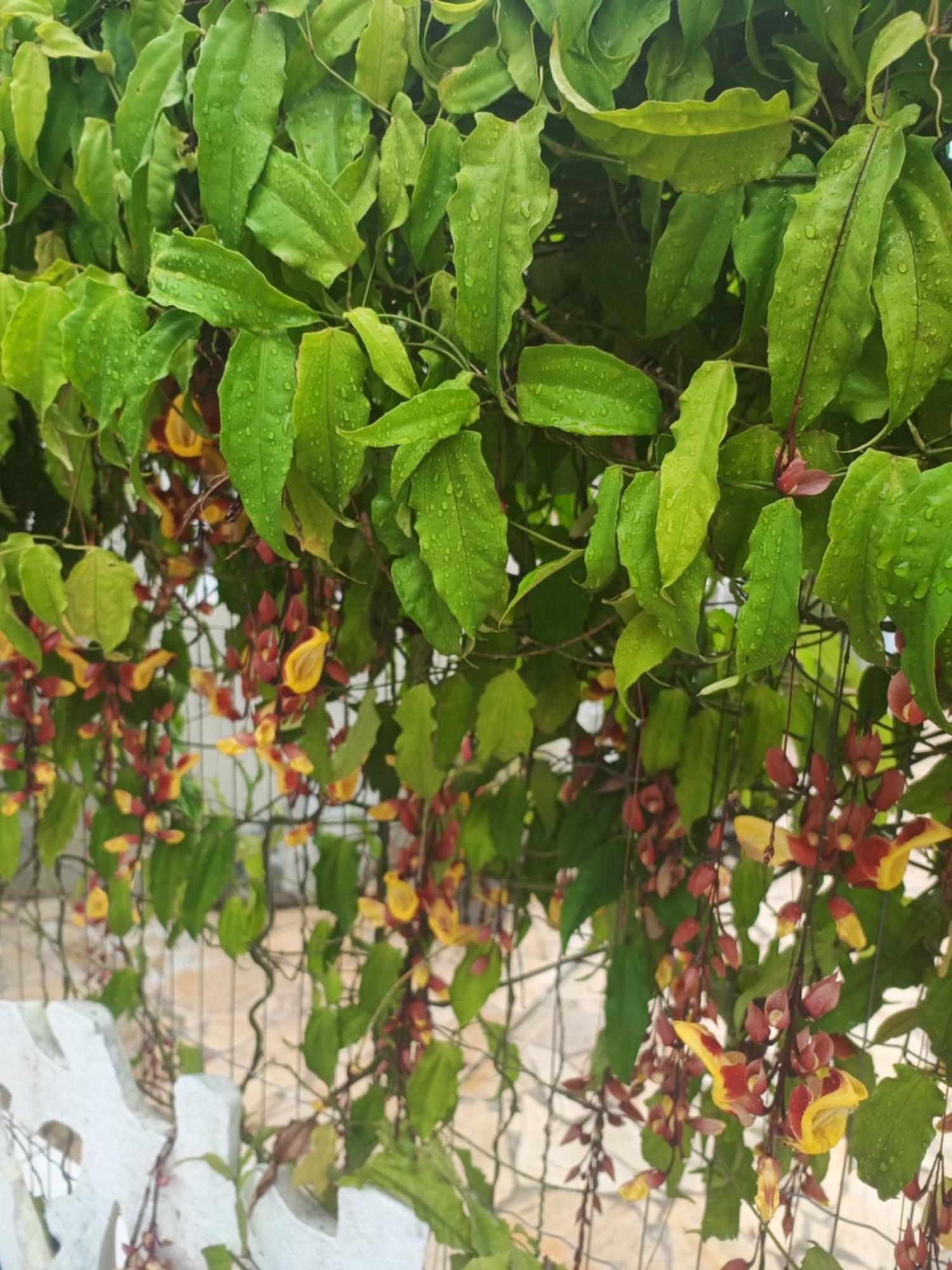 Pousada Nova Primavera Ubatuba Dış mekan fotoğraf