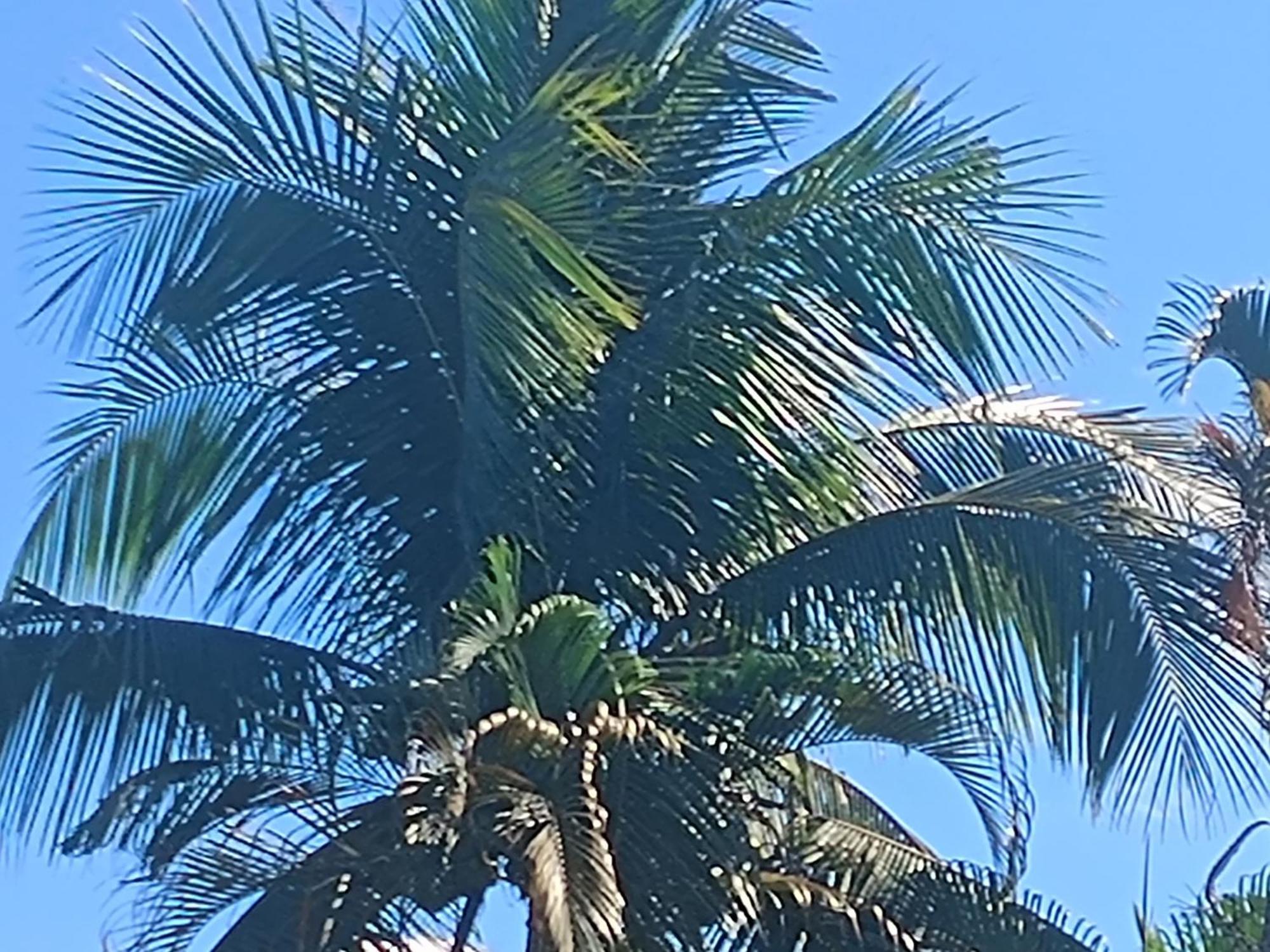 Pousada Nova Primavera Ubatuba Dış mekan fotoğraf